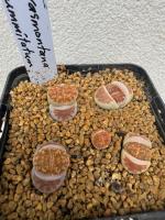 Lithops karasmontana