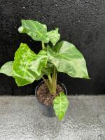 Alocasia microrrhizos