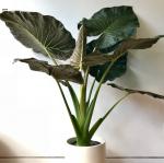Alocasia macrorrhizos regal shield