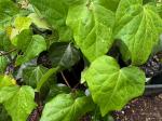 Hedera canariensis