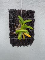 Bulbophyllum shepherdii