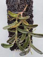 Dockrillia linguiformis